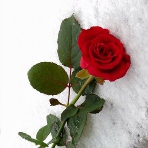 Meet your Posher, Dora